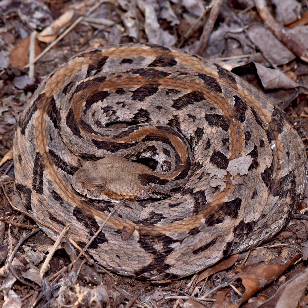 04 17 22 Canebrake Rattlesnake Parker Gibbons Alabama News