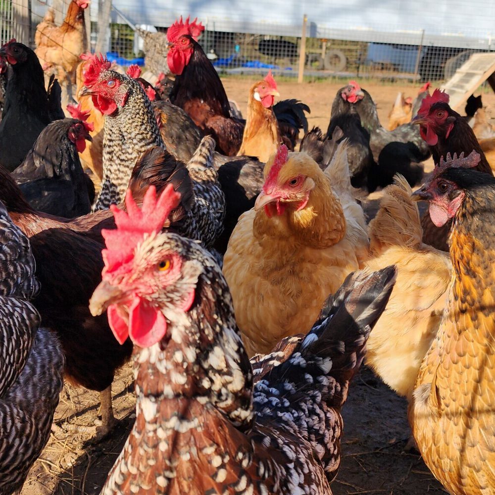 Chickens Alabama News