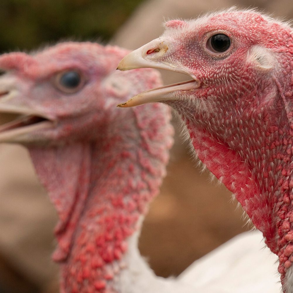 Gov. Kay Ivey held the annual Turkey Pardoning at the Governor’s Mansion Monday, November 9, 2020 in Montgomery, Ala. (Governor's Office/Hal Yeager) Alabama News
