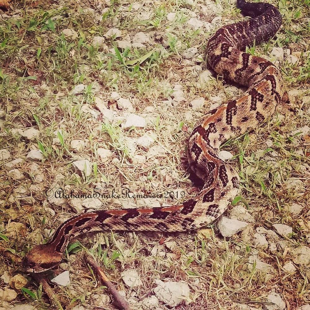 Timber Rattlesnake. Alabama News