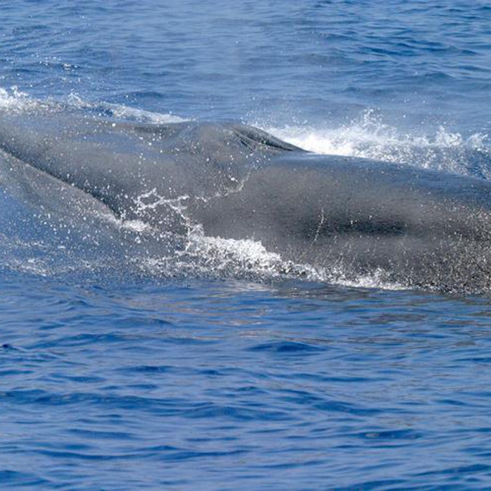 Rice's Whale. Alabama News