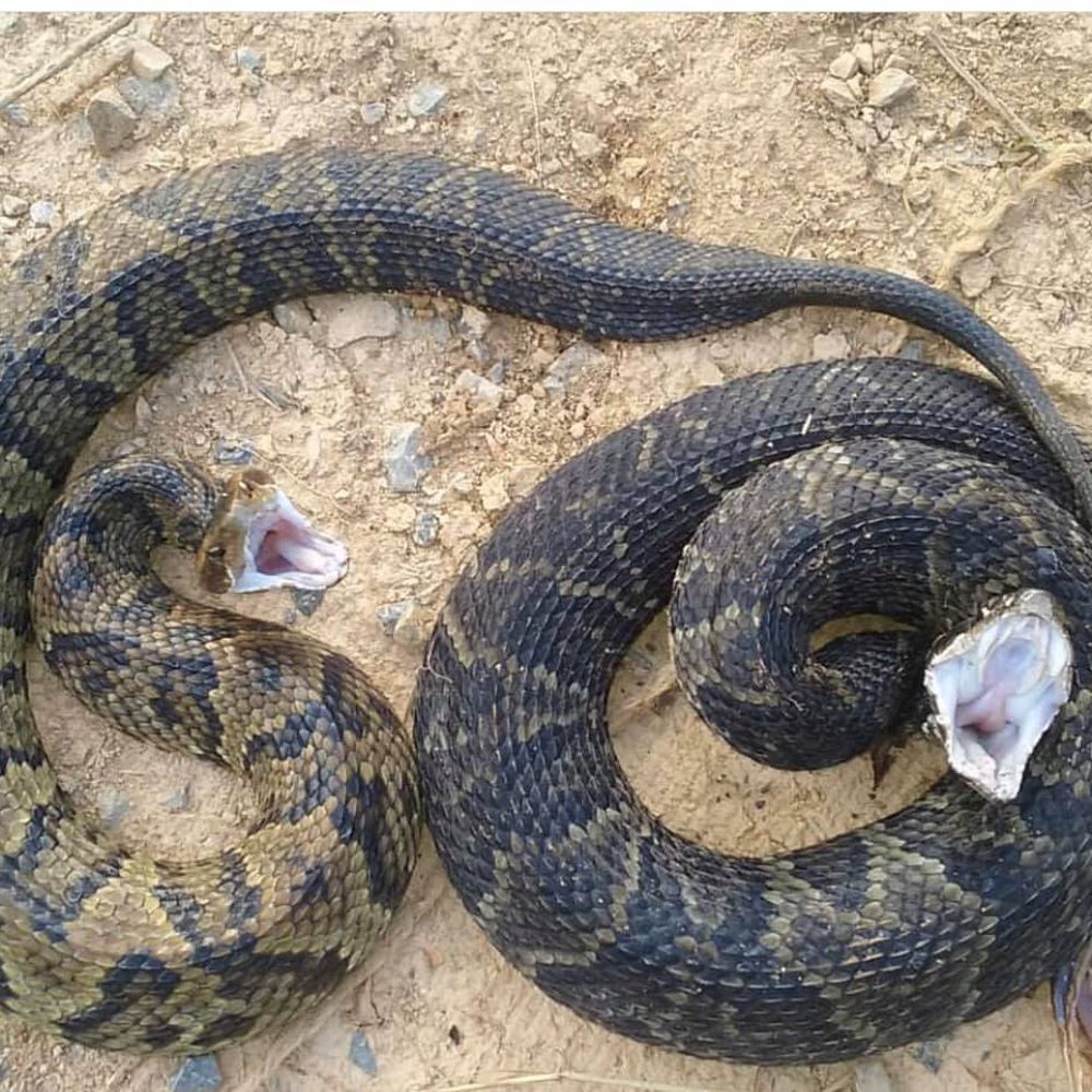 Two cottonmouths Alabama News