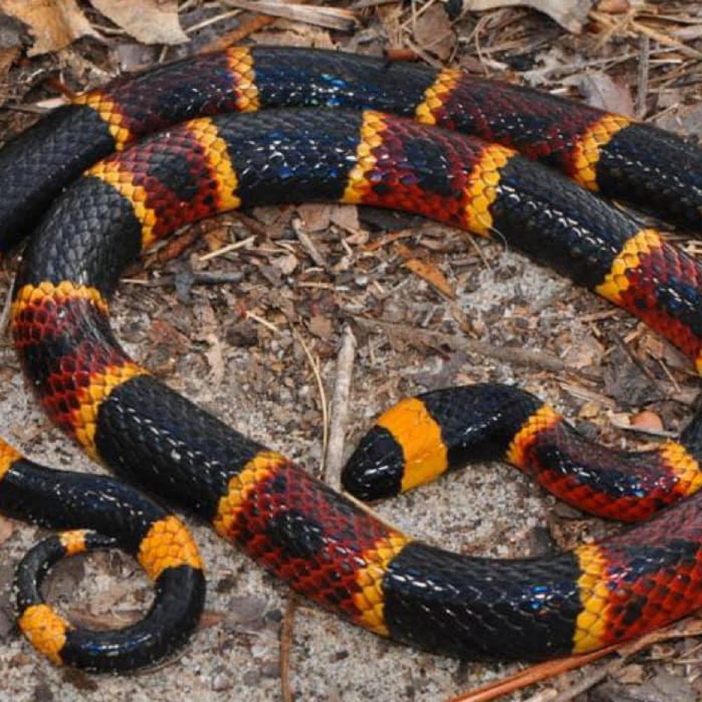 Coral snake. Alabama News