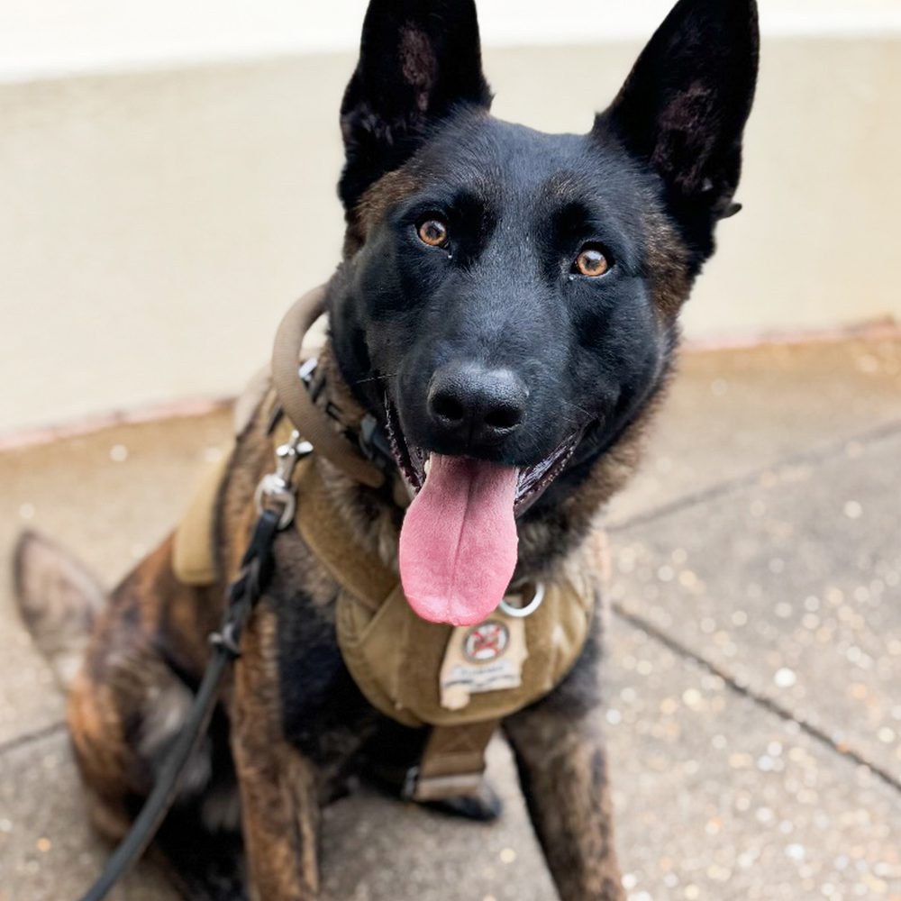ALEA K9 Toby Alabama News