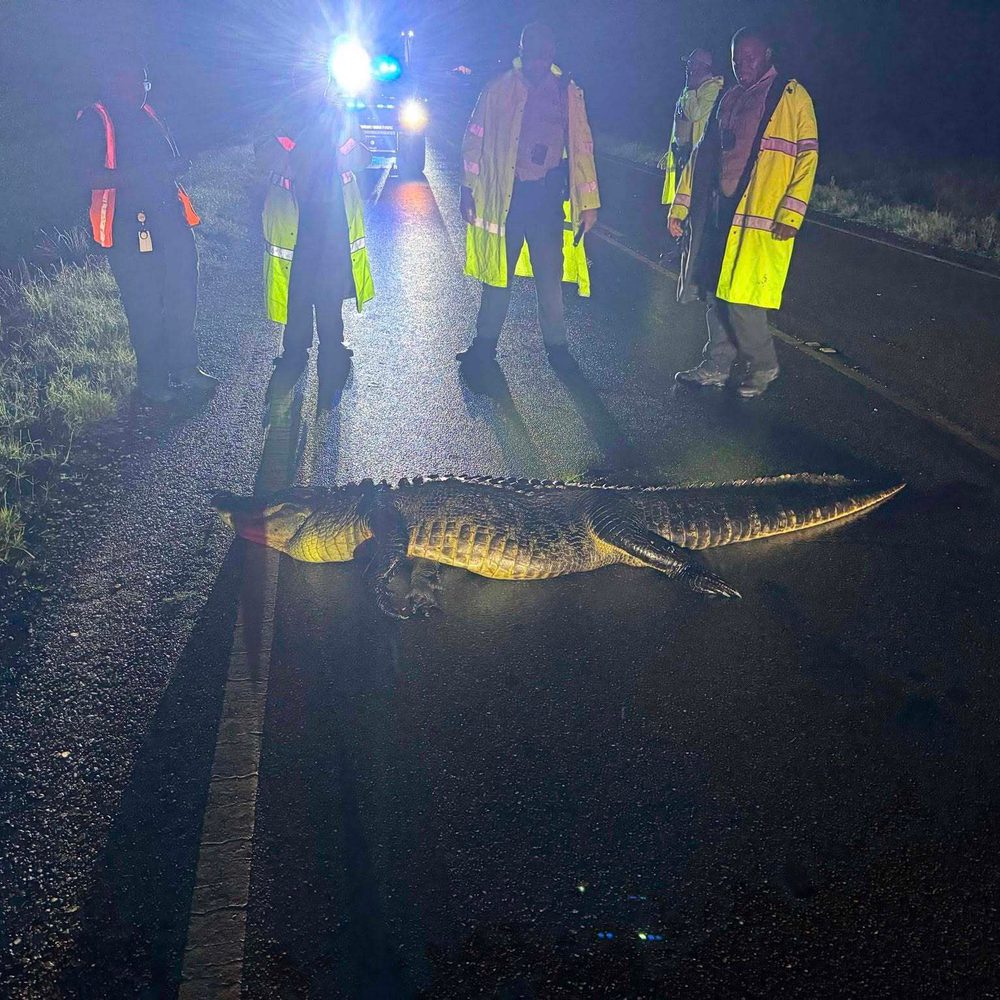 ALLIGATOR Alabama News