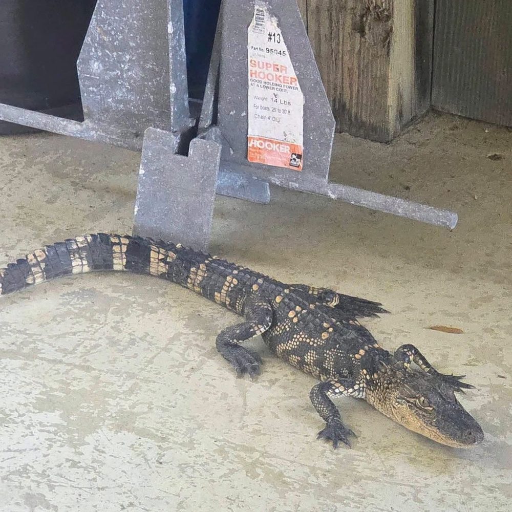 ALLIGATOR Alabama News