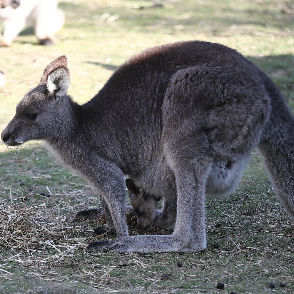A mother and joey eastern grey kangaroo feed on a hill side in the Wombeyan Karst Conservation Reserve, 120km (74 miles) south west of Sydney, Australia, Thursday, Aug. 18, 2016. (AP Photo/Rob Griffith) Alabama News