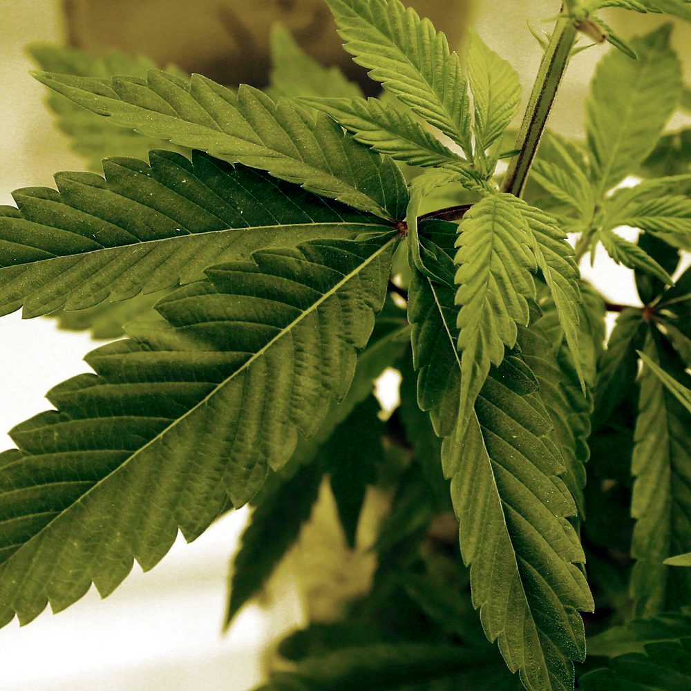 Marijuana Alabama News