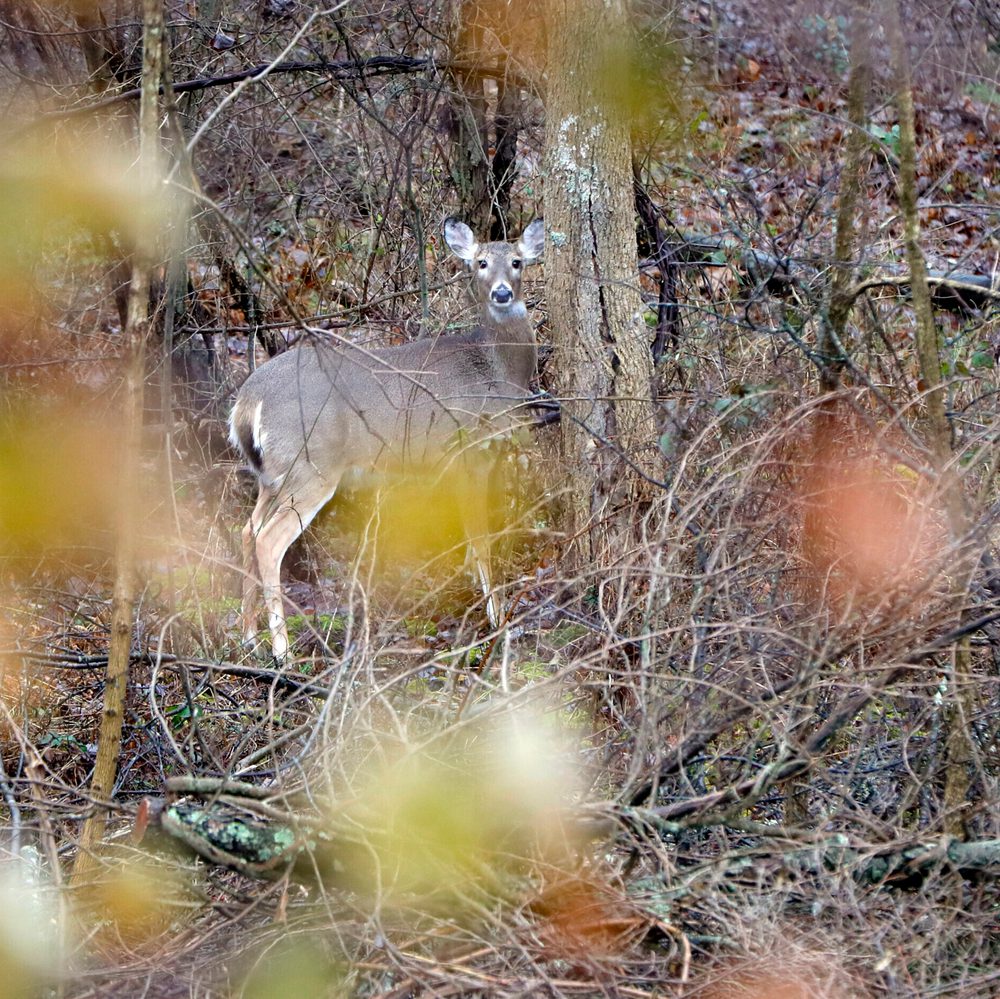 DEER HUNTING PROCESSING CHRONIC WASTING DISEASE CWD Alabama News