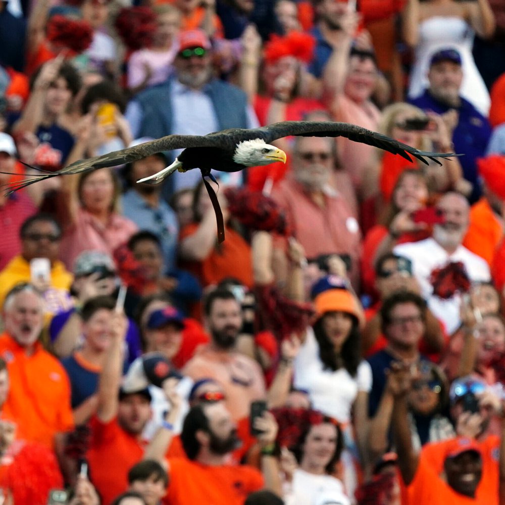Auburn football eagle Alabama News