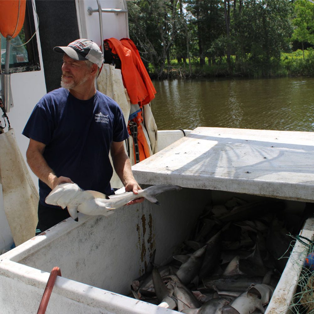 APEX shark fishing Alabama News