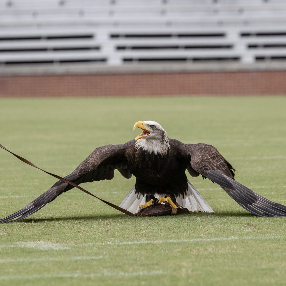 AU Vet Med Raptor Pract Shoot One Long Lens 86 of 92 3 scaled Alabama News