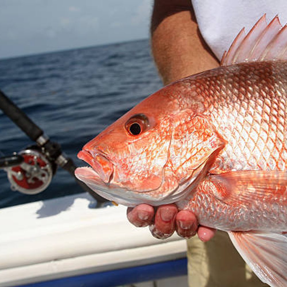 Alabama Political News Red Snapper Alabama News