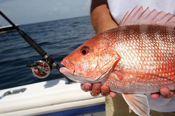 22 Inch Red Snapper Red snapper season open seven days a week starting May 22