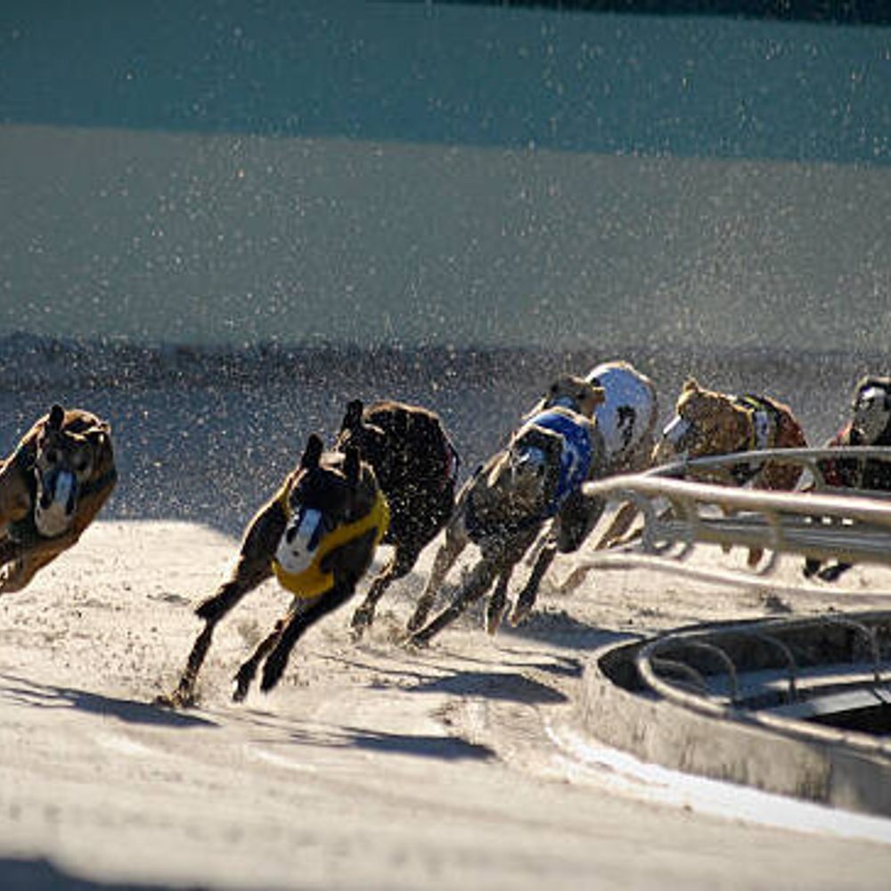 dog racing Alabama News