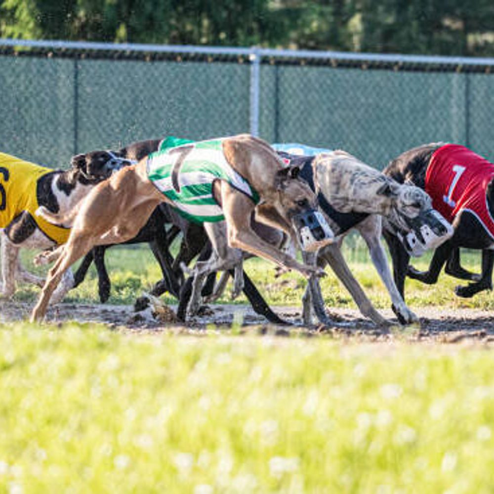 Alabama Political News greyhound Alabama News