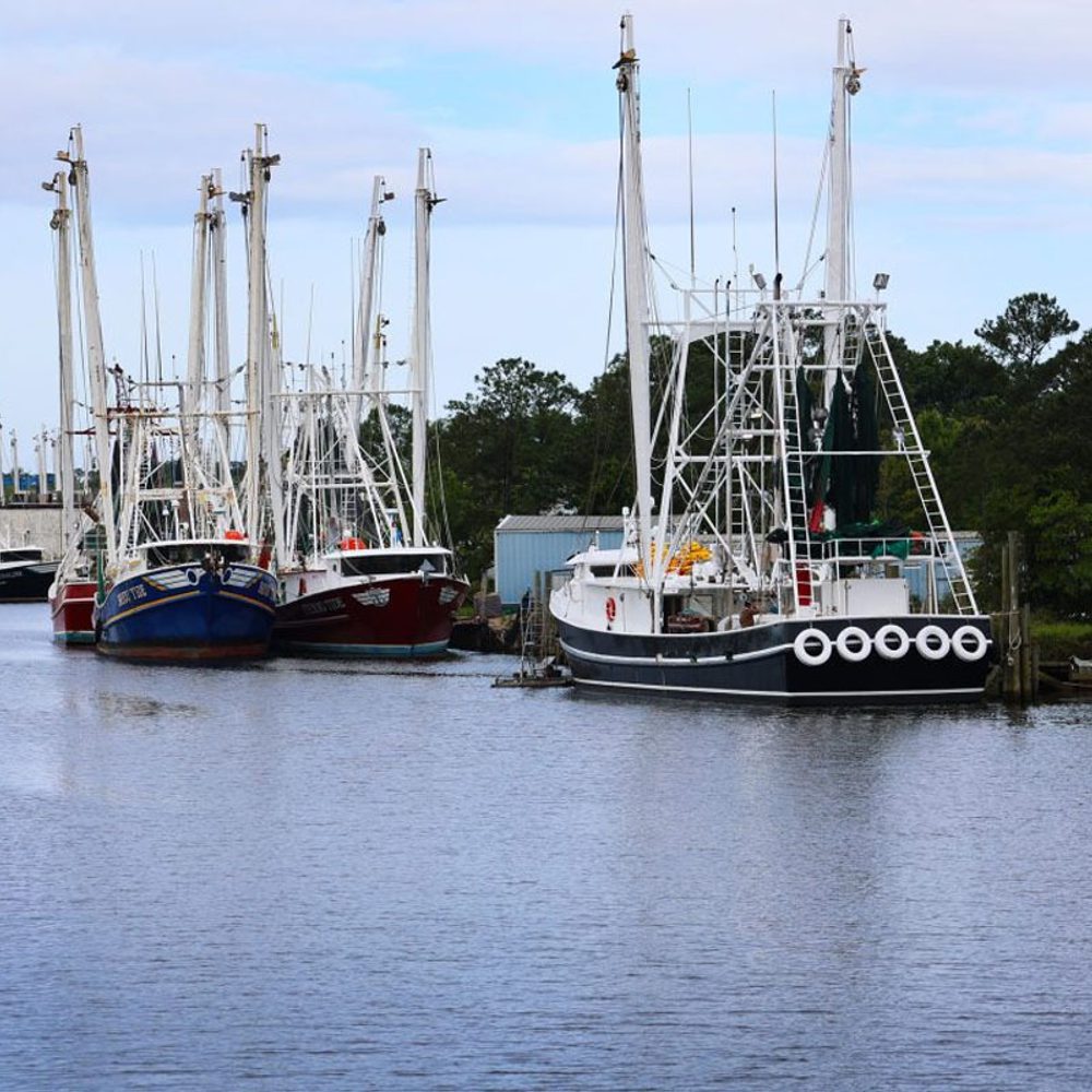 Alabama Shrimping Alabama News
