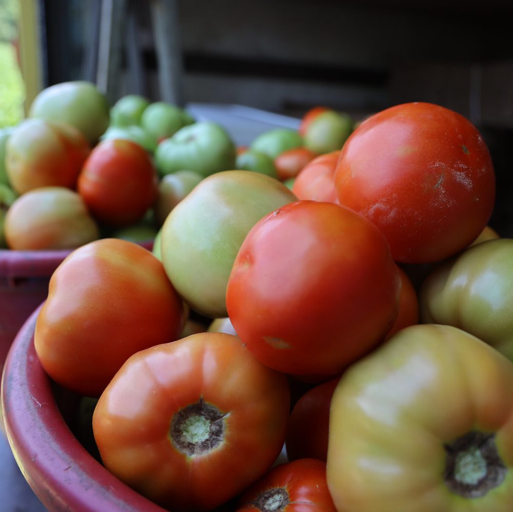 Alabama grown tomatoes Alabama News