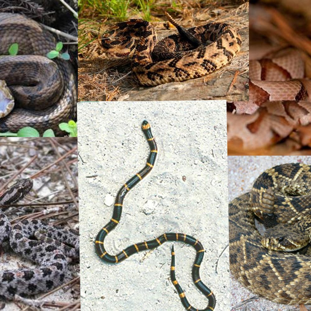 Alabama venemous snakes Alabama News