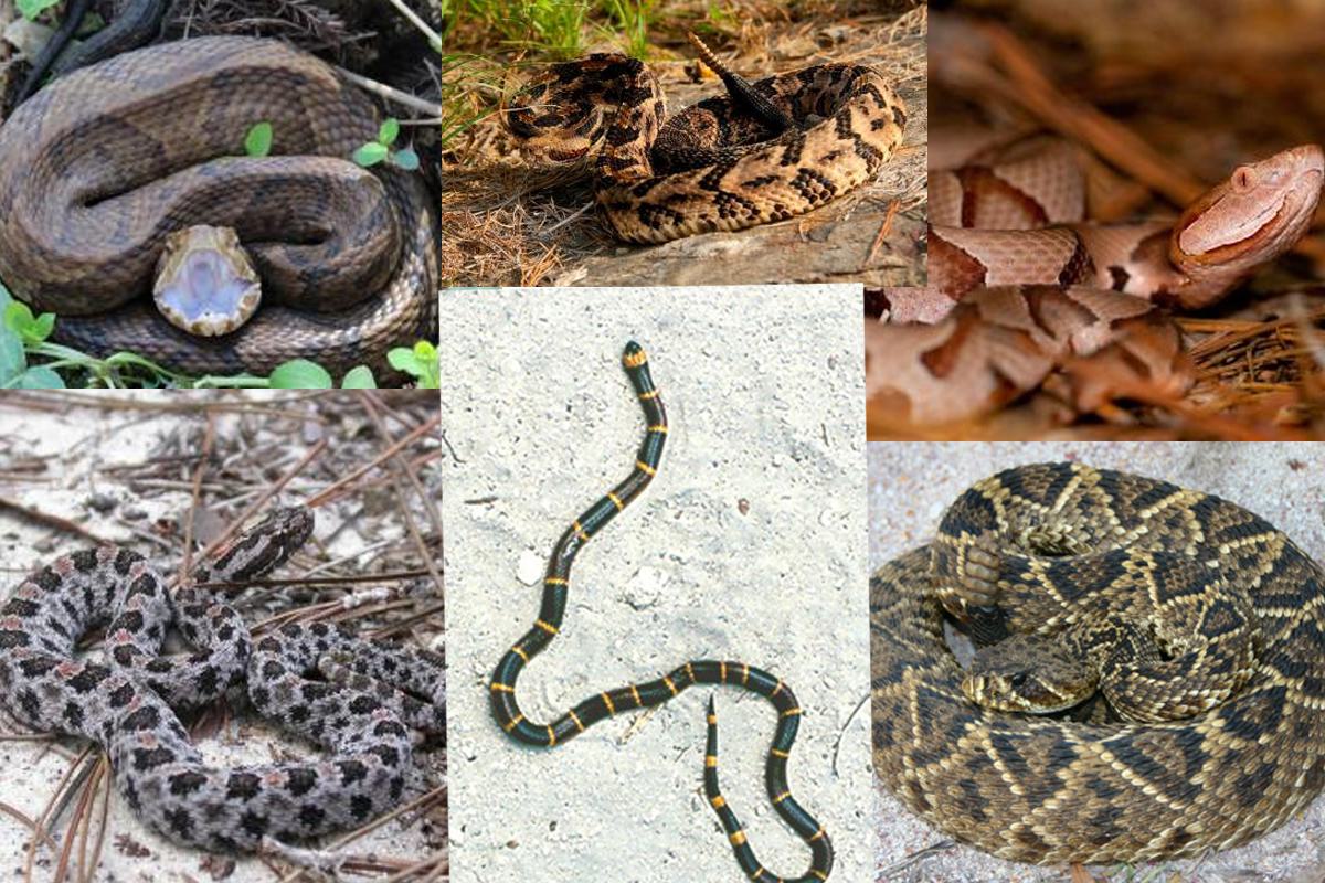 Alabama venemous snakes
