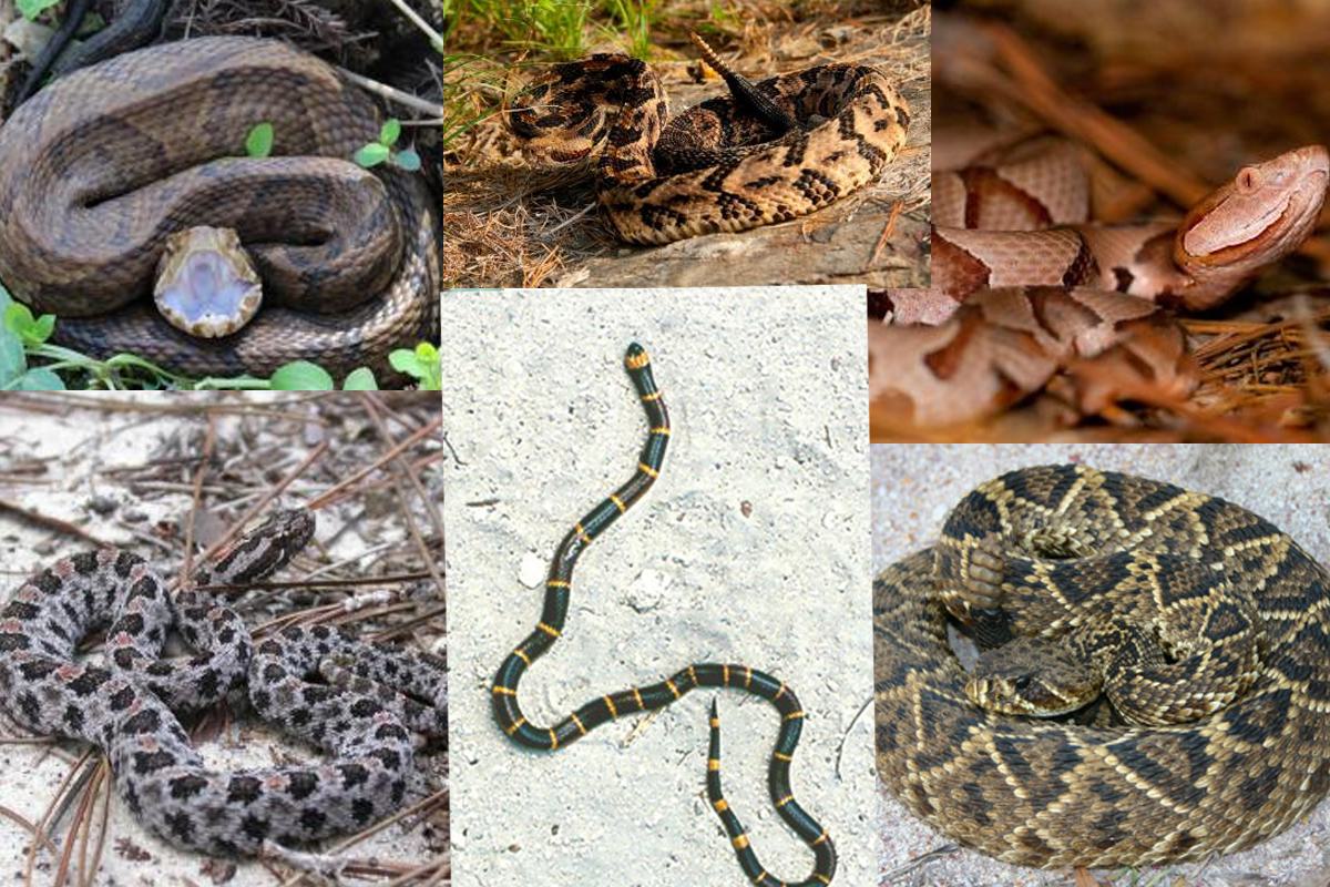 Alabama Snake Guide: Identifying venomous snakes and what to do if you ...