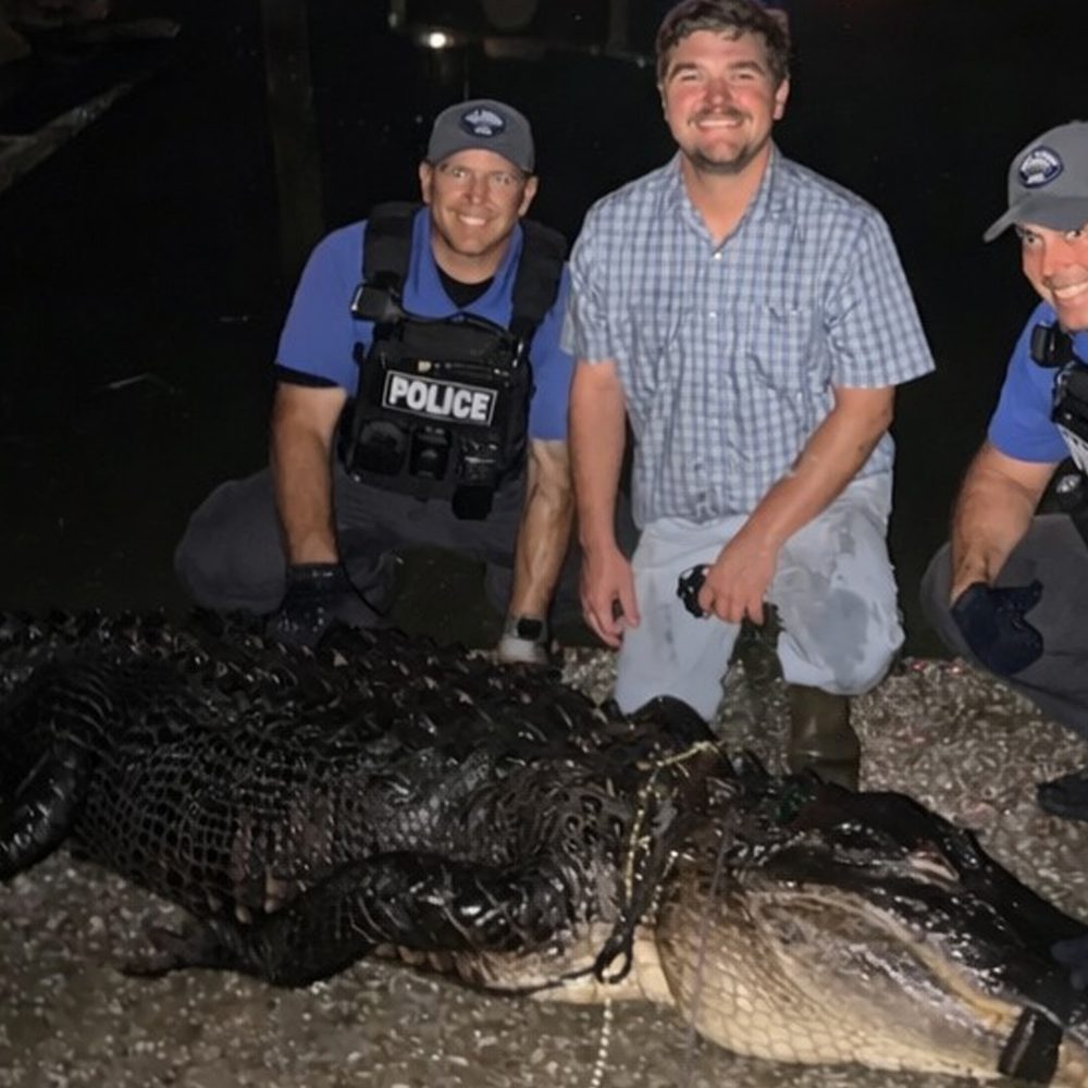 Alligator Gulf Shores Alabama News