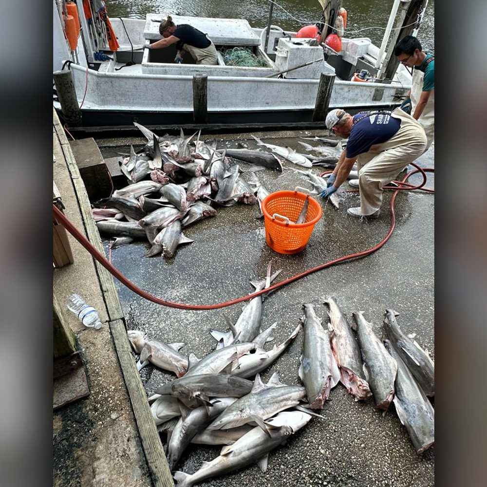 Apex shark fishing photo 1 Alabama News