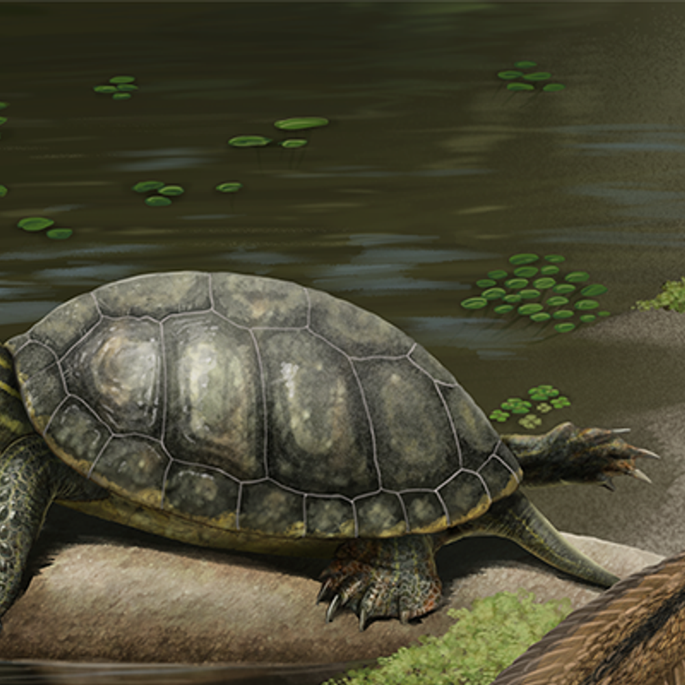 Appalachemys ebersolei resting on an estuarine shoreline next to the theropod dinosaur Saurornitholestes Artwork by Gabriel Ugueto Alabama News