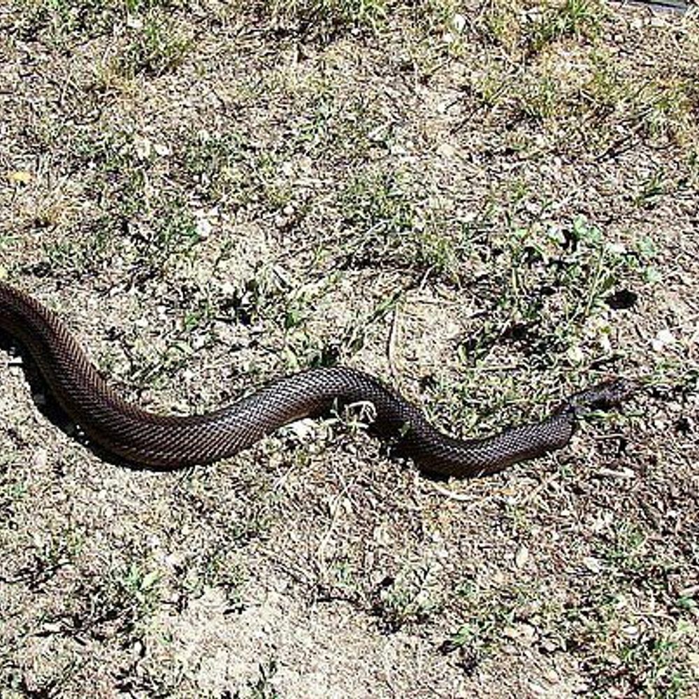 Black Pine Snake Alabama News