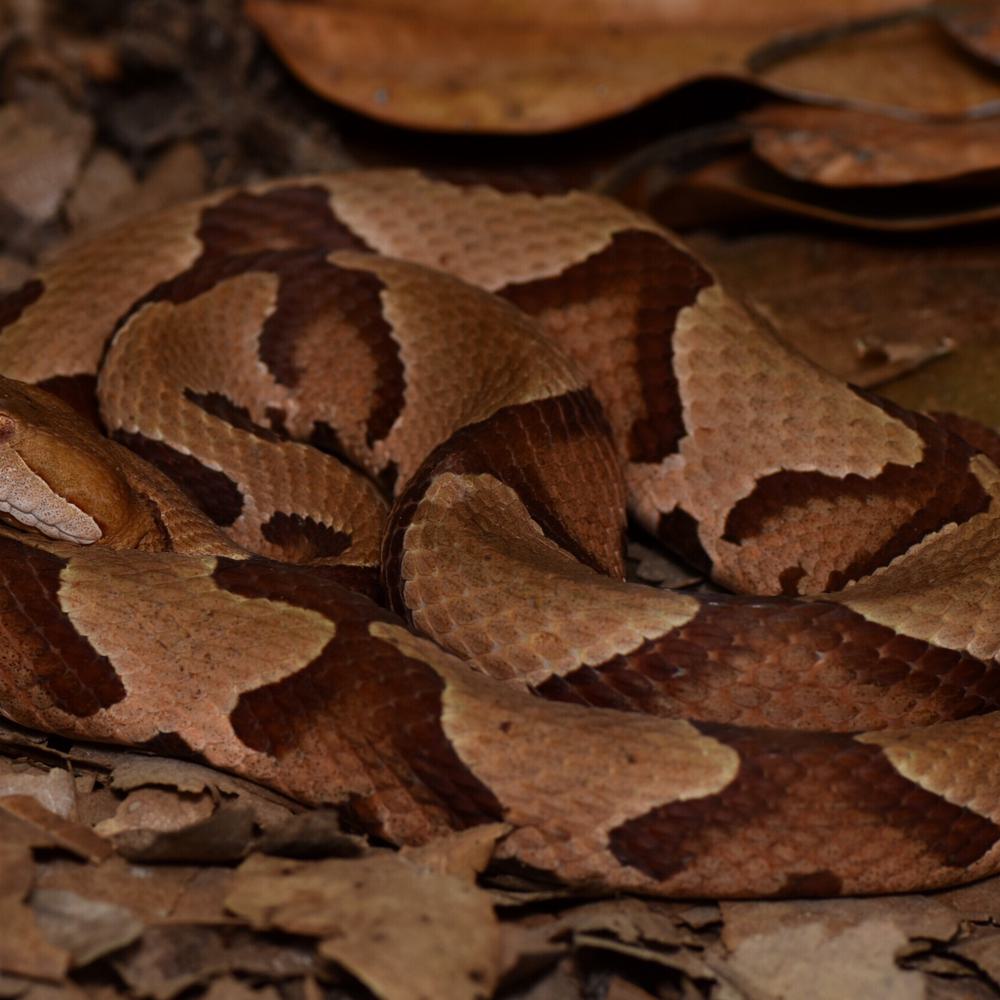 COPPERHEAD ADULT Photo by Parker Gibbons Alabama News