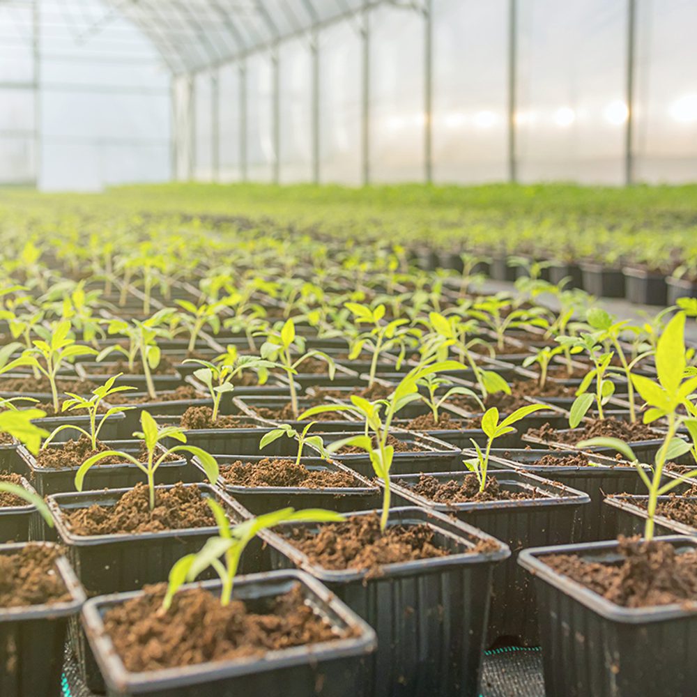 Cannabis plants from the Commission Alabama News