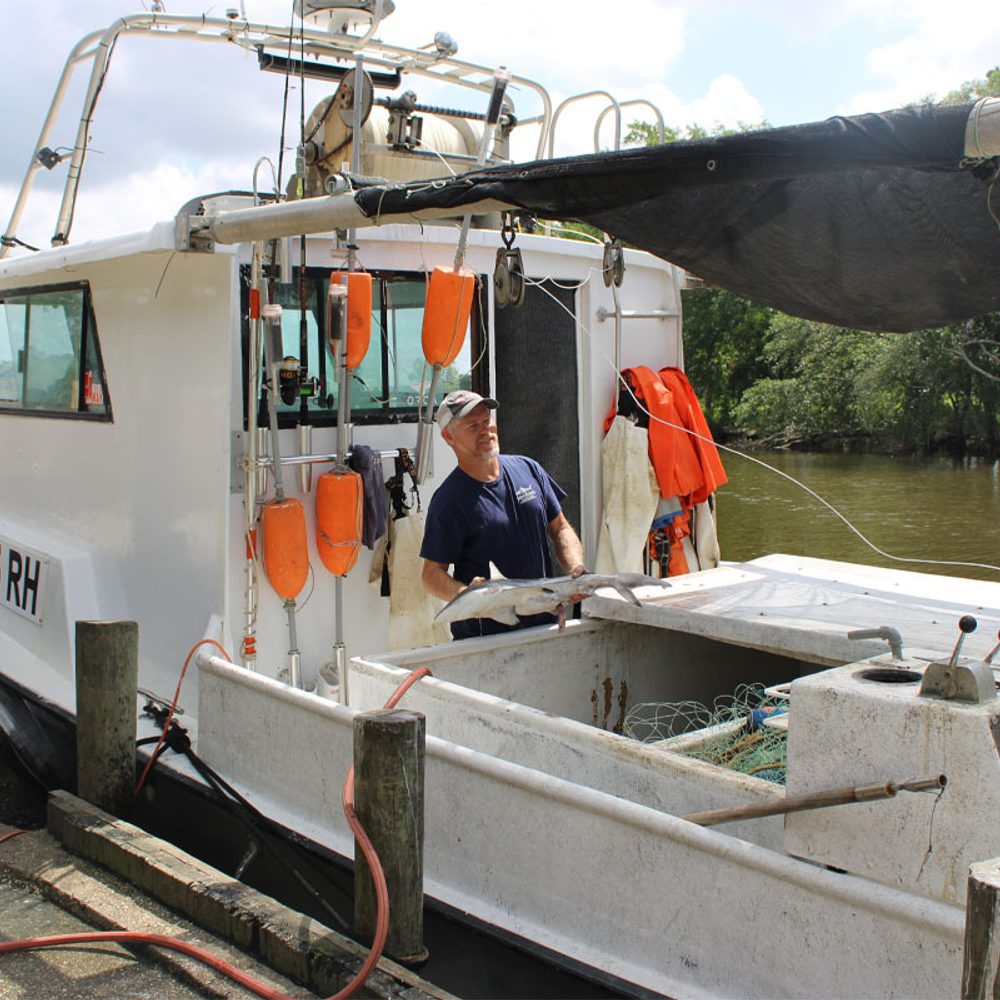 Captain David Stiller with Apex Shark Fishing Charters Alabama News