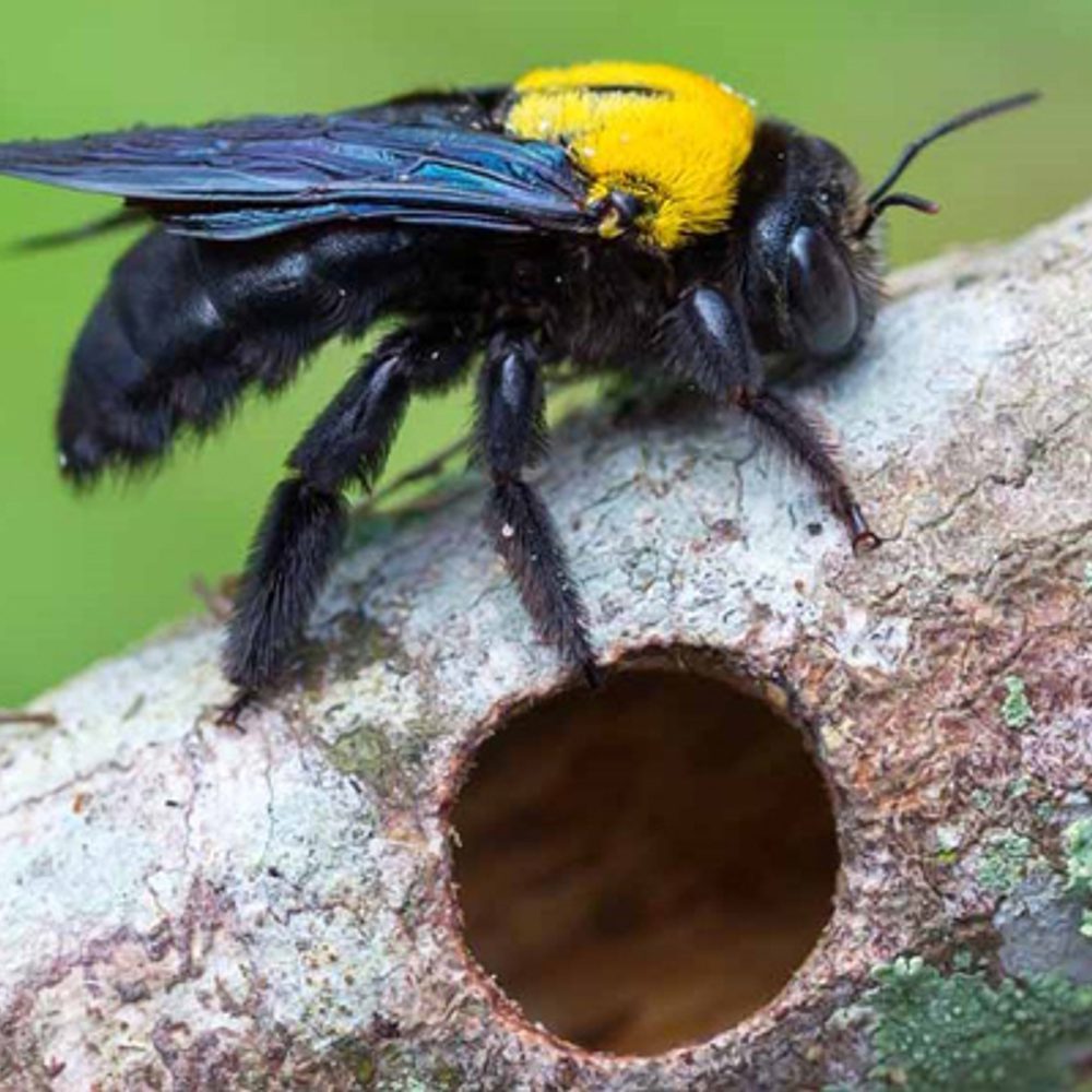Carpenter Bee charlestonteaparty org Alabama News