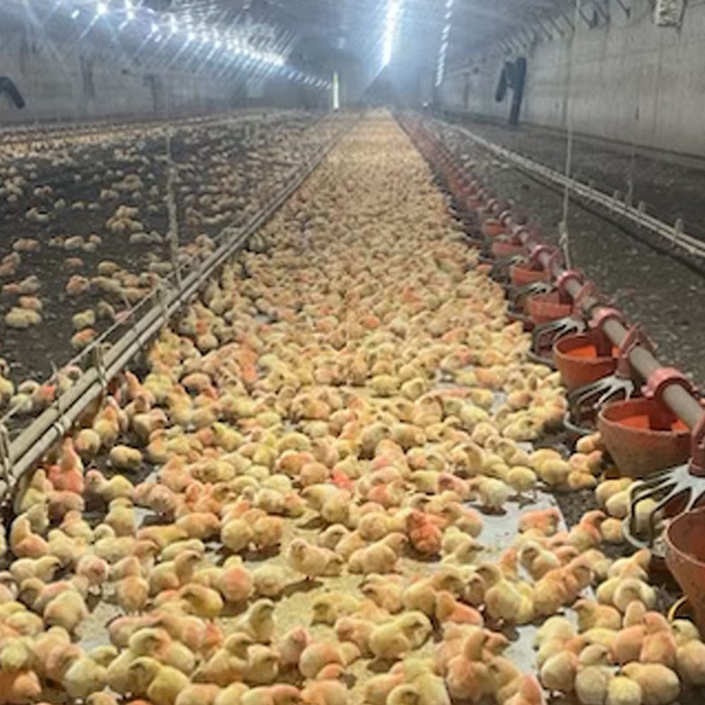 Chicken House Alabama News
