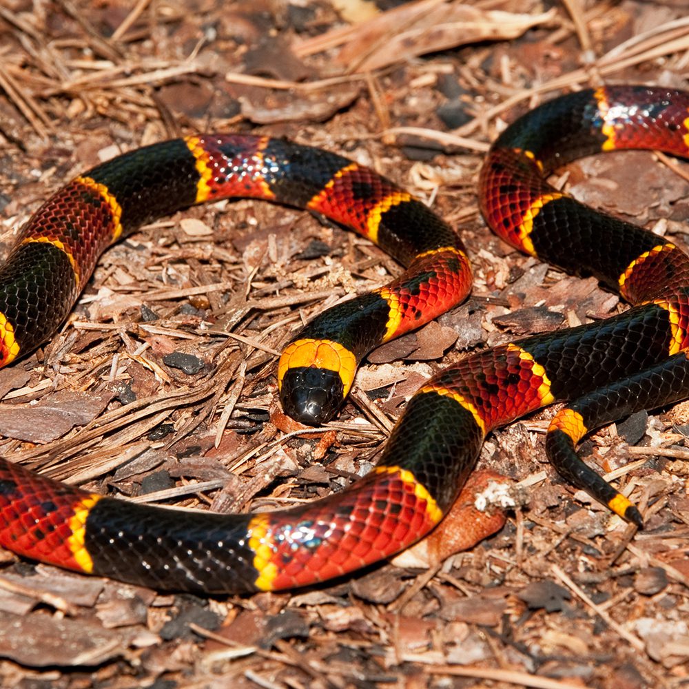 Coral SNAKE dreamstime xxl 26271998 Alabama News