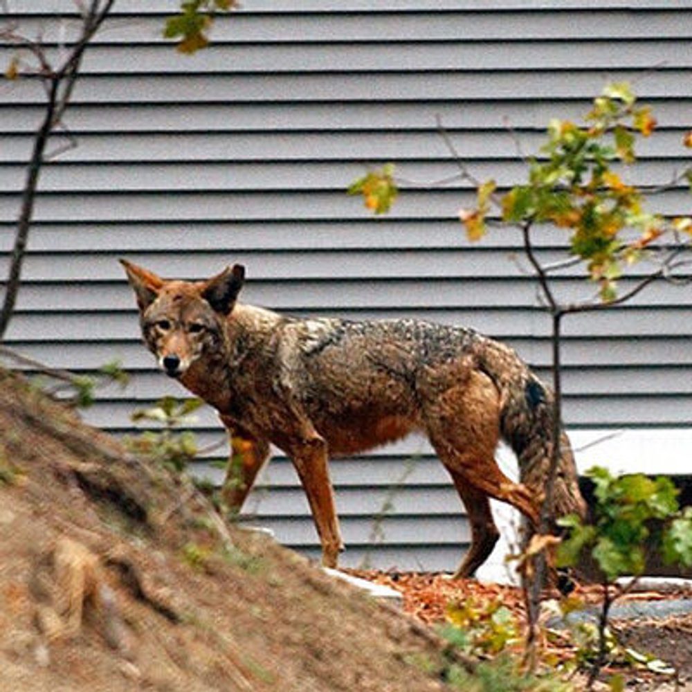 Coyote AP Photo by Marcio Jose Sanchez Alabama News