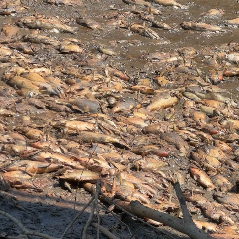 DRAINED LAKE 2 Alabama News