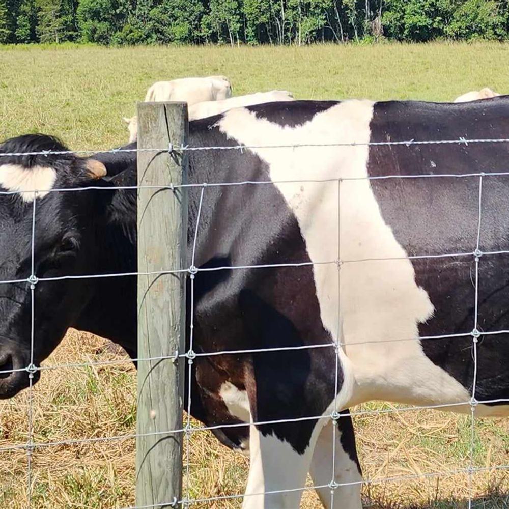 Dairy Cow Alabama News