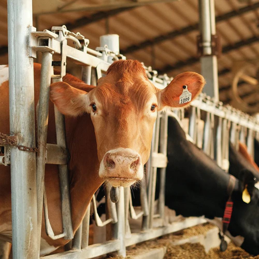 Dairy cattle by Austin Sataniello Alabama News