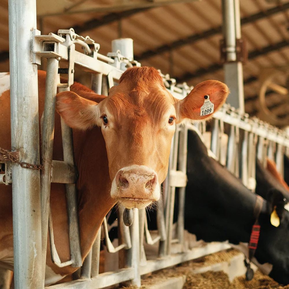 Dairy cattle by Austin Sataniello Alabama News