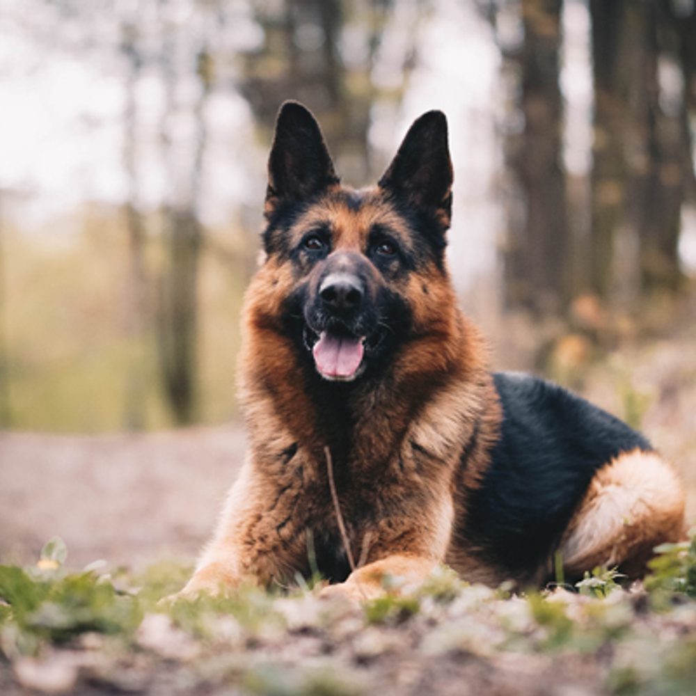 Dog German shepherd Anna Dudkova unsplash com Alabama News