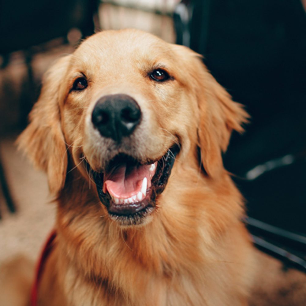 Dog Golden retriever Helena Lopes unsplash Alabama News