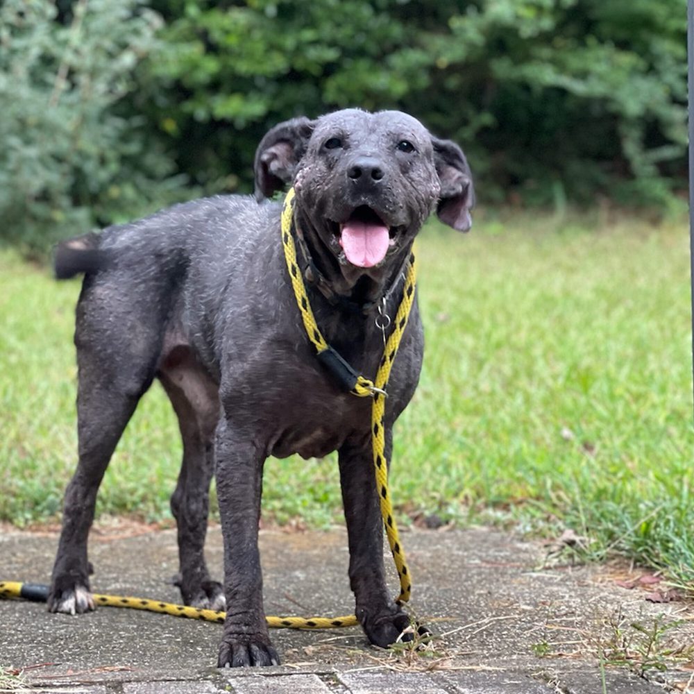 Dog tethering Alabama News
