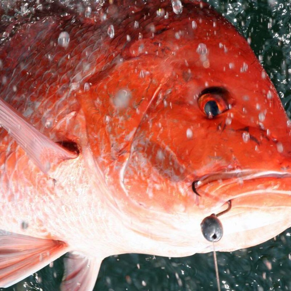 Red Snapper Alabama News