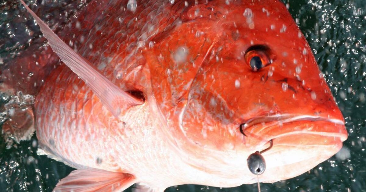 Red Snapper Eye Red snapper season ends December 31; 2025 quotas announced