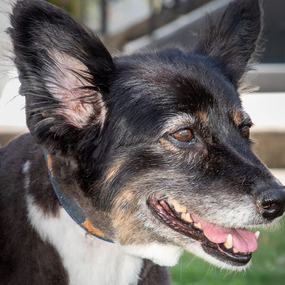 FIRST DOG MISSY Alabama News