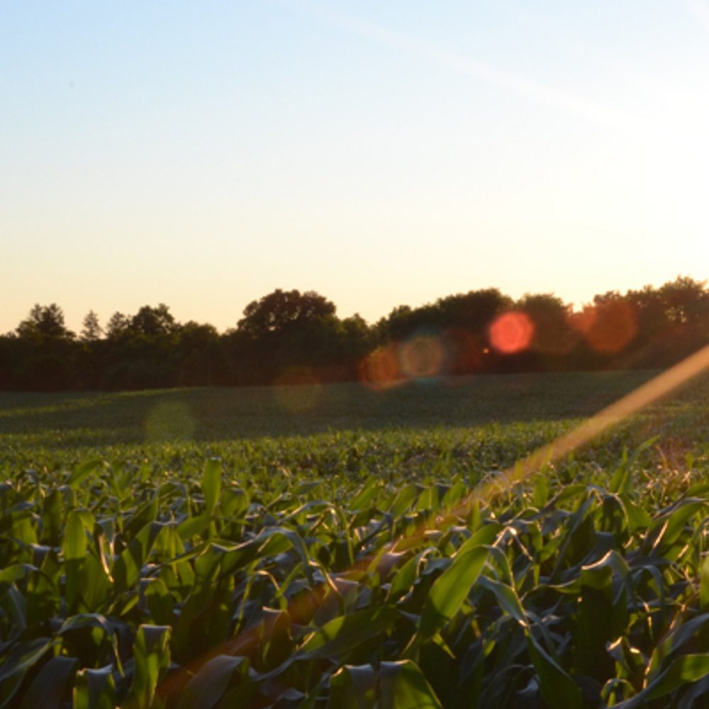 Farm crop agriculture by Jake Gard Alabama News