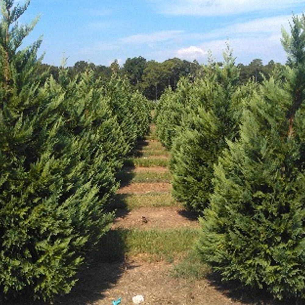 Fish River Trees Alabama News
