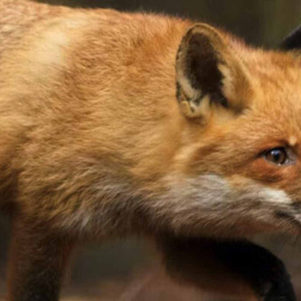 Fox Alabama News