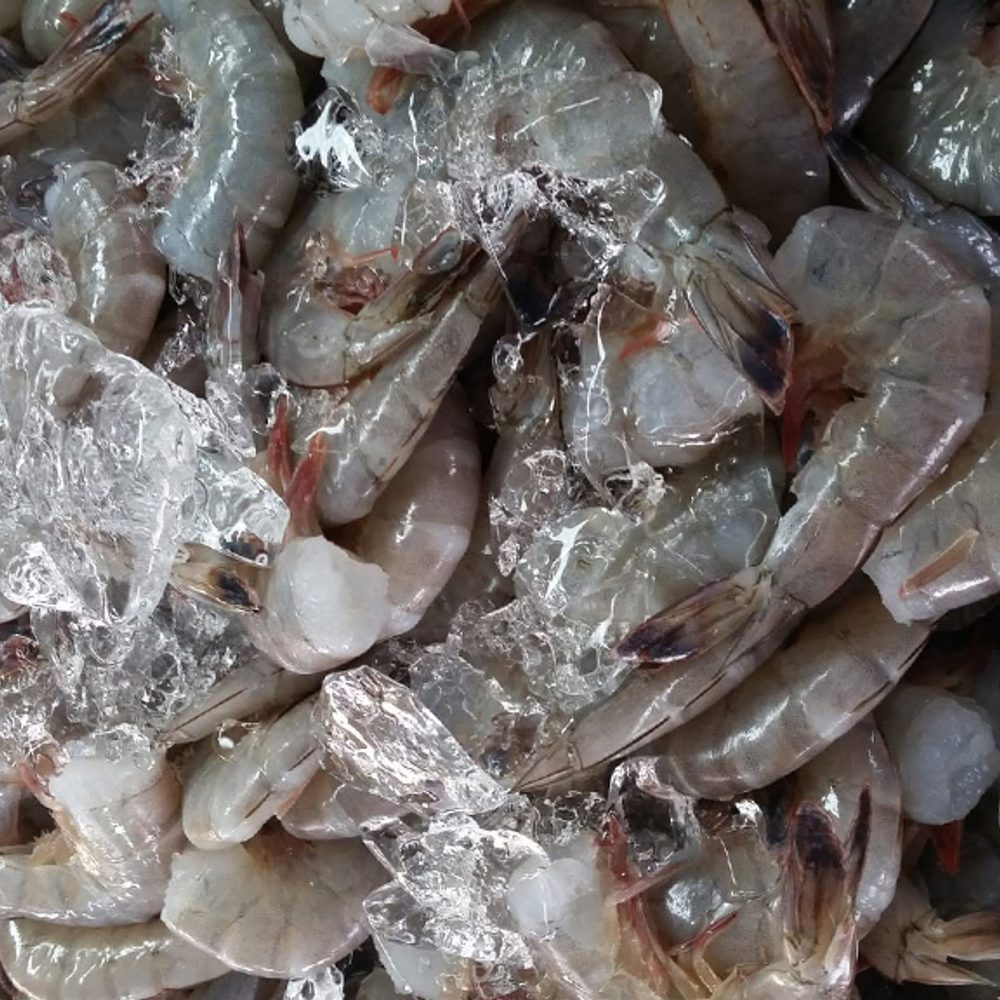 Frozen raw shrimp file Alabama News
